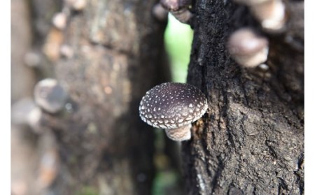 【阿蘇・南小国町産】里山の恵み＜原木栽培＞ 乾燥椎茸１００ｇ