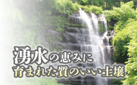 てんこもり10kg（5kg×2袋）＜都留市産＞【令和6年産】こめ　米　おコメ　お米　てんこもり