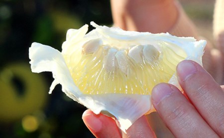 西尾農園 土佐文旦5kg（大玉）家庭用 文旦