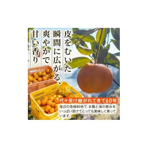 【早期予約】 訳あり 須崎産 ポンカン 5kg  1月中旬から発送開始