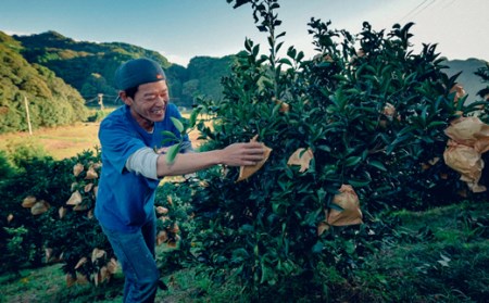 羽賀農園の小夏 5kg（家庭用） 小夏