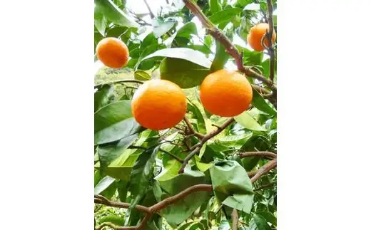 初夏の みかん なつみ 5kg / 柑橘 甘い 果物 和歌山 ※2027年4月中旬頃〜4月下旬頃発送予定 【uot501-2】