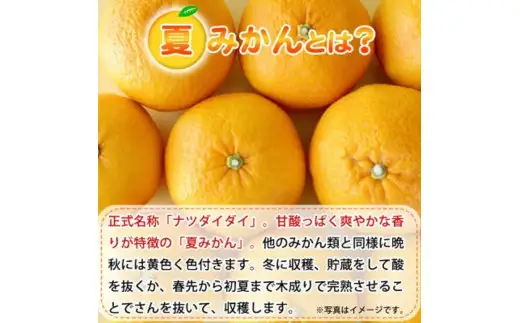 夏 みかん 7.2kg / みかん 甘い 柑橘  果物 和歌山 ※2027年4月中旬頃〜4月下旬頃発送予定 【uot775】