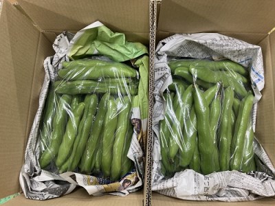 天豆2㎏【令和3年3月から順次お届け】 そら豆 野菜