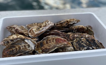 カキ サロマ湖産 殻付き 生食 カキ【約3.5kg】