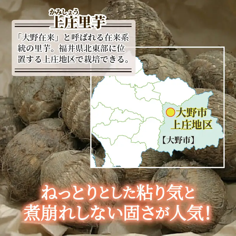 【先行予約】日本の美味い里芋を栽培！上庄里芋の種芋 2kg + 500g【2027年3月10日～出荷】 [A-001014]