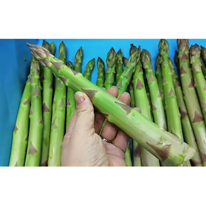 期間限定！極太アスパラ 【さぬきのめざめ1kg】  3Lサイズ 野菜セット 野菜 アスパラガス 