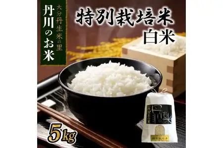 特別栽培米ぴかまる白米 5kg B01019