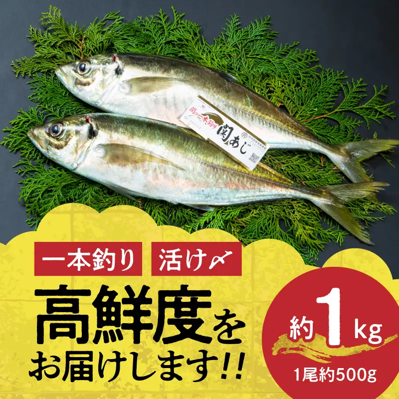 関あじ（鮮魚セット）2尾 E04023