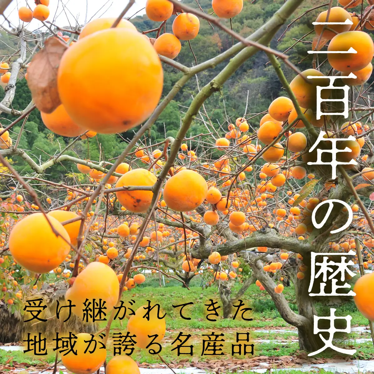 Y090 八頭町特産 花御所柿