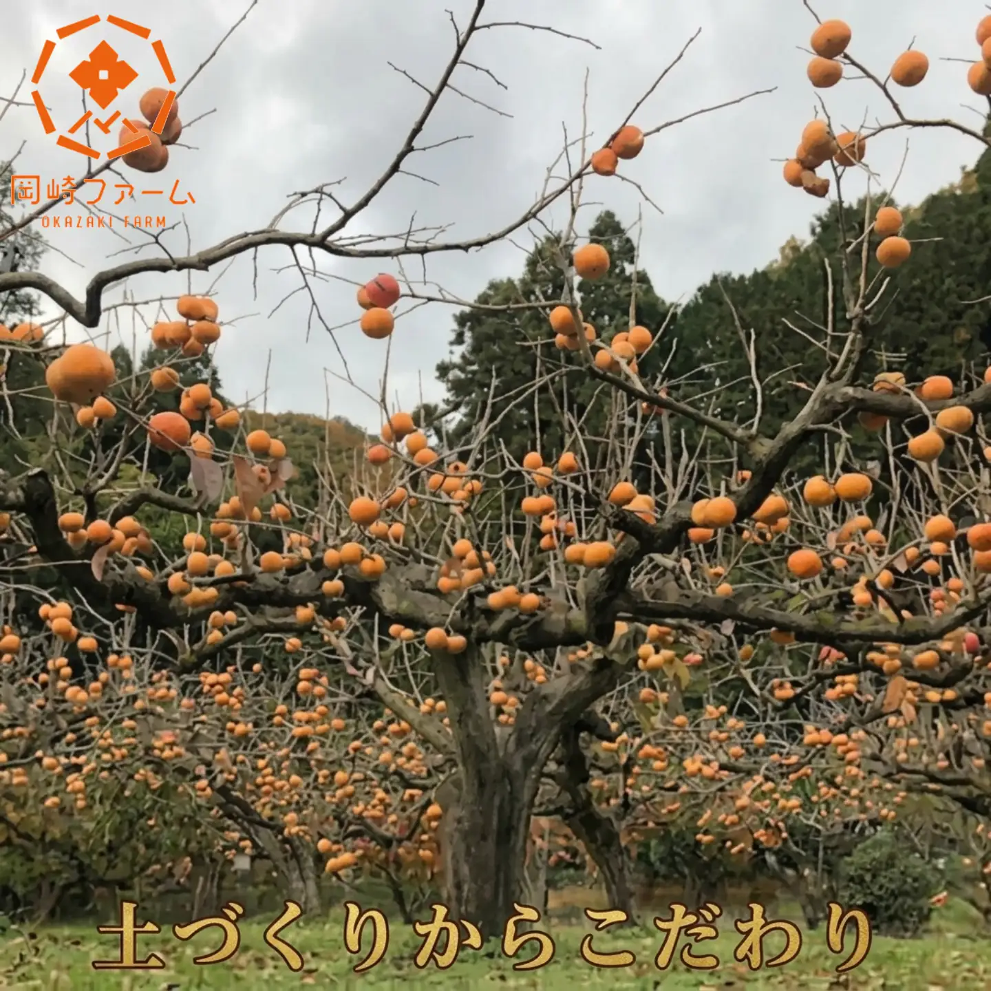 Y091 樹齢100年の古木から採れる花御所柿（2.5kg）