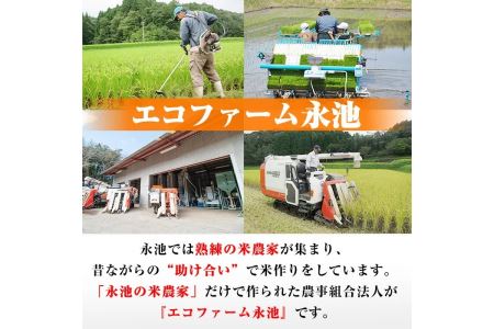 isa200 令和6年産 特別栽培米 永池ひのひかり玄米(25kg)  鹿児島 永池 お米 米 玄米 伊佐米 九州米サミット 食味コンテスト 最優秀賞受賞 ヒノヒカリ【エコファーム永池】