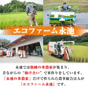 B8-05 令和6年産 特別栽培米 永池ひのひかり(計20kg・5kg×4袋)伊佐市 特産品 鹿児島 永池 お米 米 白米 精米 伊佐米 九州米サミット 食味コンテスト 最優秀賞受賞 ヒノヒカリ【エコファーム永池】