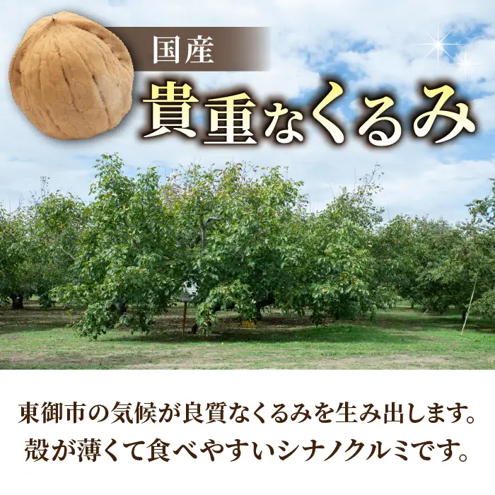 長野県産 殻つきくるみ約1.4kg（2026年収穫分）｜JA信州うえだ東部地区営農課 ※2026年11月下旬以降発送 胡桃 信濃くるみ ナッツ 家庭用 自宅用 おつまみ おやつ 無塩 無油 国産 信州 東御市