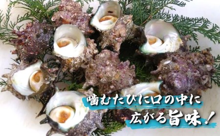 【2025年1月先行予約】五島の天然さざえ 約3kg 五島市 / 五島FF [PBJ007]   サザエ 栄螺 貝 海鮮 BBQ 壺焼き 刺身 冷蔵