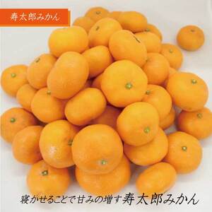 みかん 寿太郎 約5kg 50玉前後 ミカン 蜜柑 果物 フルーツ 濃い 濃厚な風味 高糖度 甘い 甘みと酸味のバランス 静岡県 富士市産 [sf001-063]