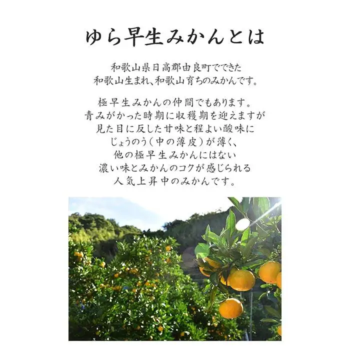 極早生みかん ゆら早生みかん  約5kg SS・S・Mサイズおまかせ 2026年10月より順次発送《赤秀》［Mg22］
