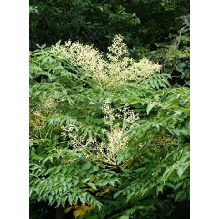 熊野古道 峠の蜂蜜 【SW70】