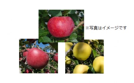 【10月中旬発送予定】農家おまかせ 3品種りんご詰め合わせ 1箱(5kg) 003-011 