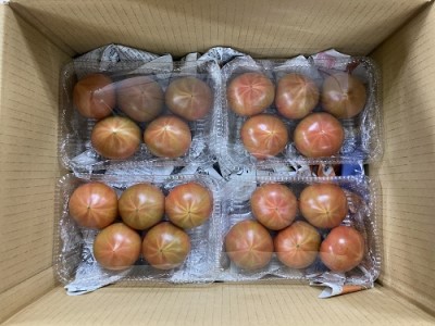 この時期にしかない茨城のフルーツトマト！【令和3年4月から順次お届け】 野菜