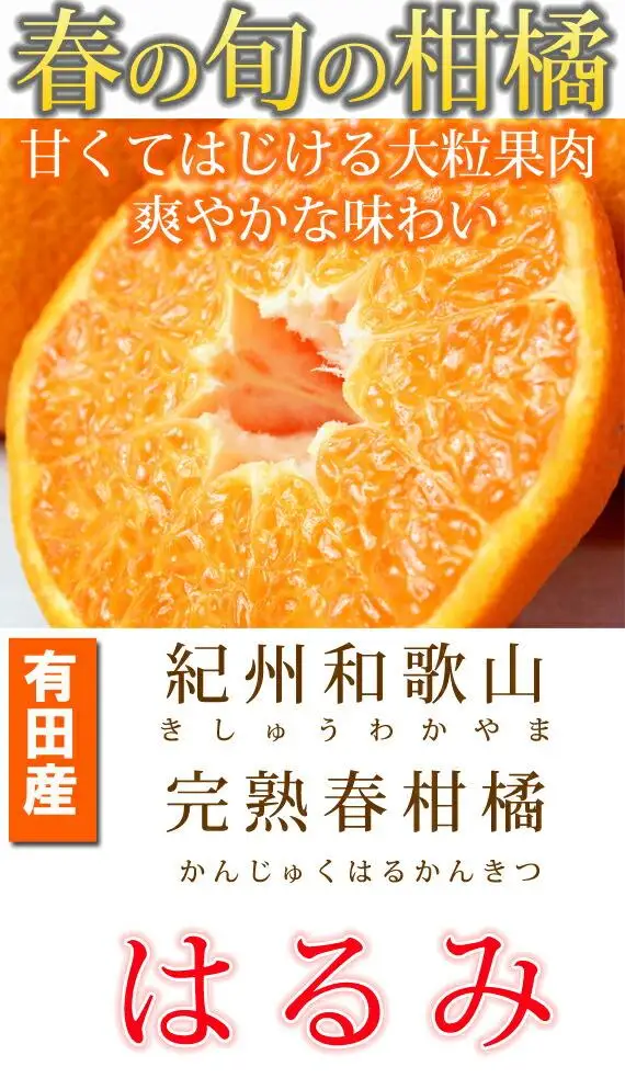 果肉ぷりぷり!完熟はるみ　５ｋｇ［2027年2月上旬頃～2027年2月下旬頃に順次発送］［UT22］