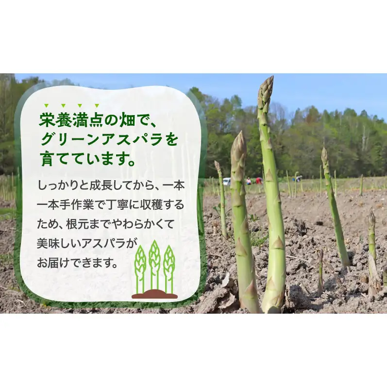 【令和8年産】アスパラガス グリーンアスパラ 1kg  L～2L 原農園