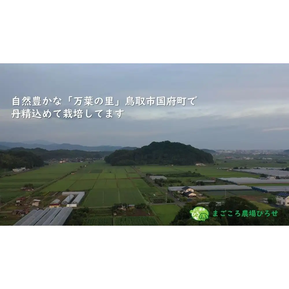 令和8年産 万葉の里鳥取市国府町産「万葉もち麦」2kg
