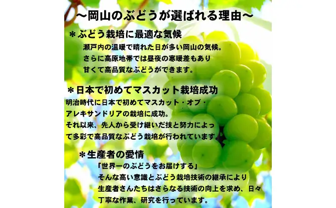 ぶどう 2026年 先行予約 シャイン マスカット 【8月中旬～順次発送分】約2kg 糖度抜群！ ブドウ 葡萄 岡山県産 国産 フルーツ 果物 ギフト 果物類 