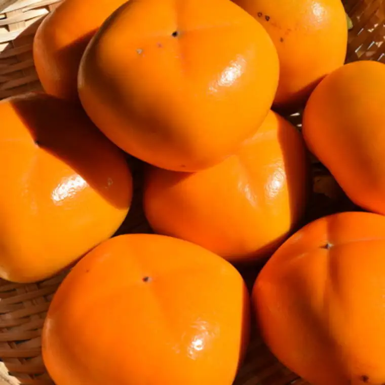 【秋の味覚】和歌山産のたねなし柿2L～4Lサイズ約4kg（化粧箱入り）【tec409A】