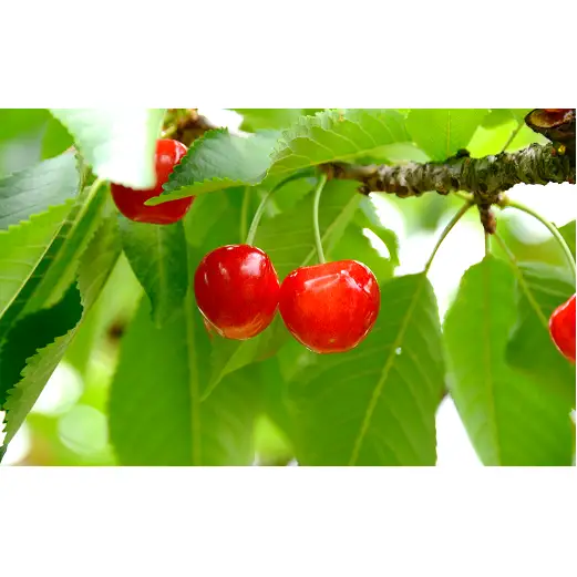 【令和9年産先行予約】 さくらんぼ 「紅秀峰」 約1kg (秀 L以上) バラ詰め 《令和9年6月下旬～発送》 『生産者おまかせ』 サクランボ 果物 フルーツ 産地直送 生産農家直送 山形県 南陽市 [887]