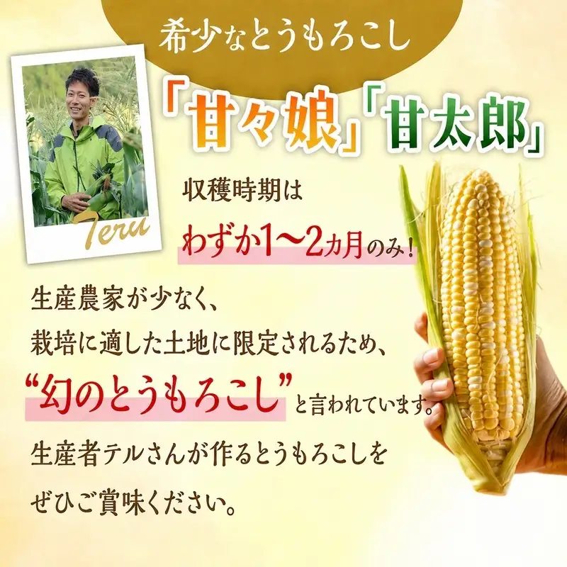 とうもろこし 訳あり 先行予約 甘々娘 甘太郎 約8〜14本 とうもろこし