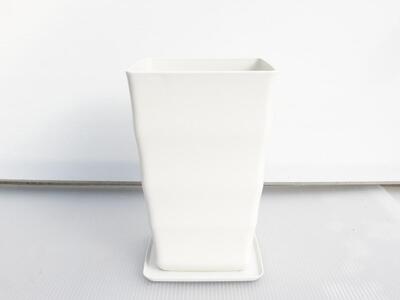 沖縄の観葉植物 人気のフィカス ベンガレンシス7号 角鉢