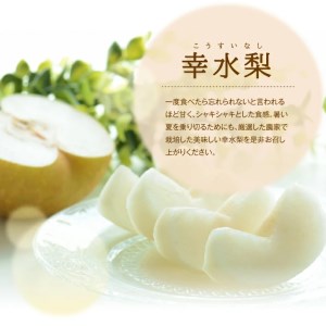 SA3033　酒田産【特選】幸水梨　約3kg(7～9玉入)