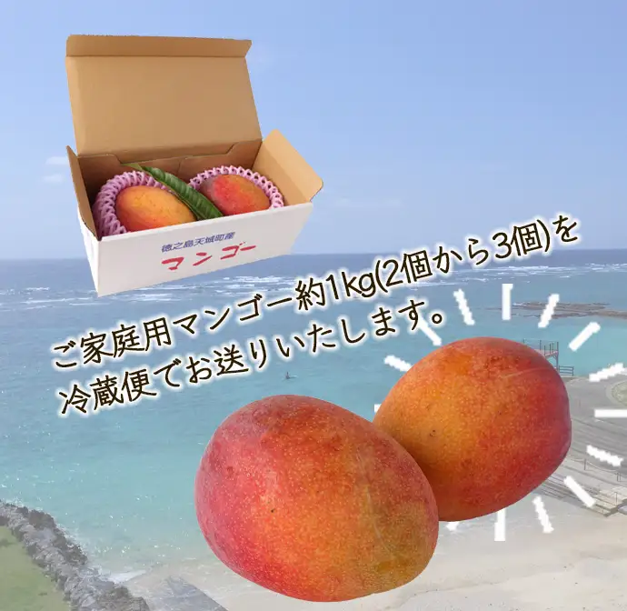 【2027年発送】【先行受付】【ご家庭用】徳之島 天城町産 島マンゴー園 完熟マンゴー 1kg マンゴー フルーツ BA-3-N