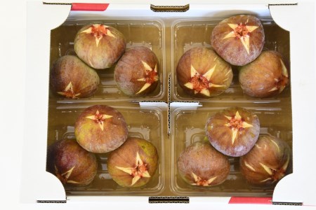 CP-008【先行受付！限定70箱】新鮮朝採りいちじく1.5kg[高糖度・露地栽培]