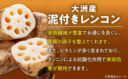 レンコン（泥付き）2.5kg【1月上旬から順次発送】レンコン [AGBN021]