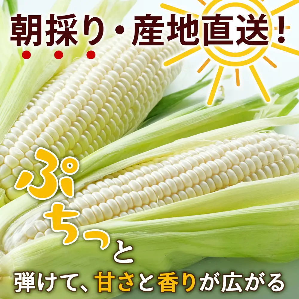 2026年夏発送 キリン本麒麟500ｍl 12缶＆白いとうもろこしピュアホワイト9本