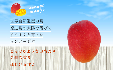 【2027年発送】【数量限定】徳之島 天城町産 完全無加温 完熟 マンゴー 家庭用 1kg
