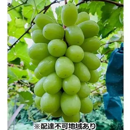 ぶどう 2026年 先行予約 シャイン マスカット 2房 合計1.4kg以上 ブドウ 葡萄  岡山県産 国産 フルーツ 果物 ギフト 河本農園 果物類 シャインマスカット 