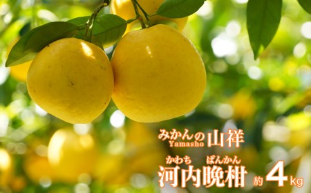【数量限定】 贈答用 河内晩柑 4kg （ 2L サイズ ） 河内晩柑