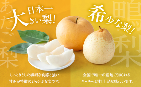 梨 2026年 先行予約 あたご梨・鴨梨（ヤーリー）詰合せ 合計約4.5kg あたご2～3玉 鴨梨3～7玉 贈答箱【11月中旬～12月下旬頃発送】 