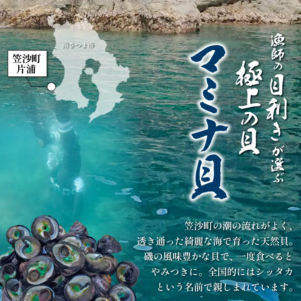 【素潜り漁師直送】【袋に入った冷凍のままでレンジ対応】【南さつま市 笠沙産 天然マミナ貝】シッタカ クボガイ 海産物 魚介類 鹿児島県 南さつま市 隆康産業
