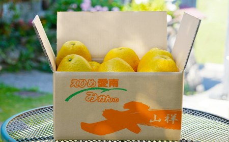【数量限定】 河内晩柑 大玉 6kg みかんの山祥 河内晩柑