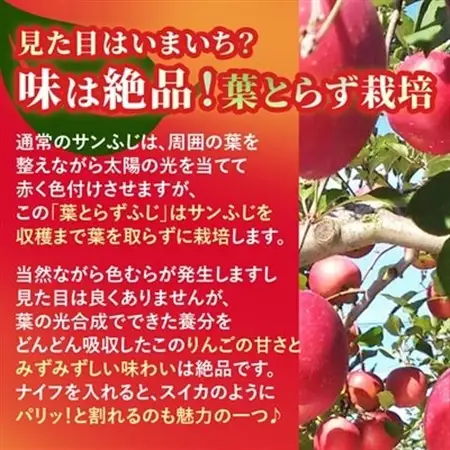 【甘くてみずみずしい】 りんご 葉取らずふじ 蜜入判定 約3kg (約9～12個) 青森市 産地直送_りんご 林檎 リンゴ ふじ フジ 果物 くだもの フルーツ 葉取らず 青森県 産地直送 送料無料 おすすめ 人気 お取り寄せ 贈答 ギフト プレゼント 常温 3kg_【配送不可地域：離島】【1085335】
