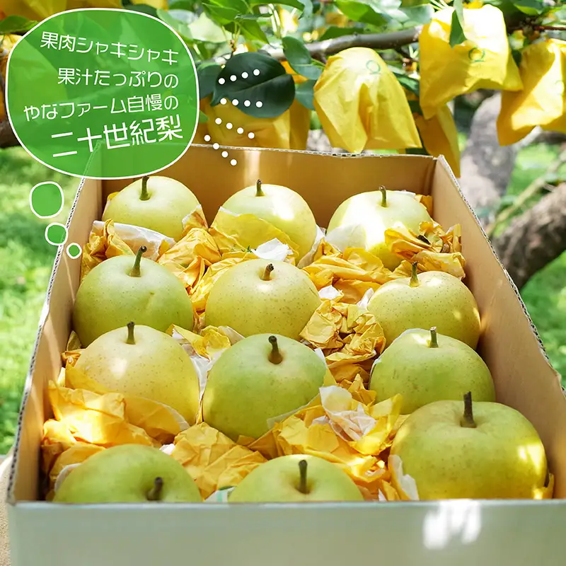 【やなファーム】東峰村産 二十世紀 梨 なし 福岡県 東峰村 5kg Q1