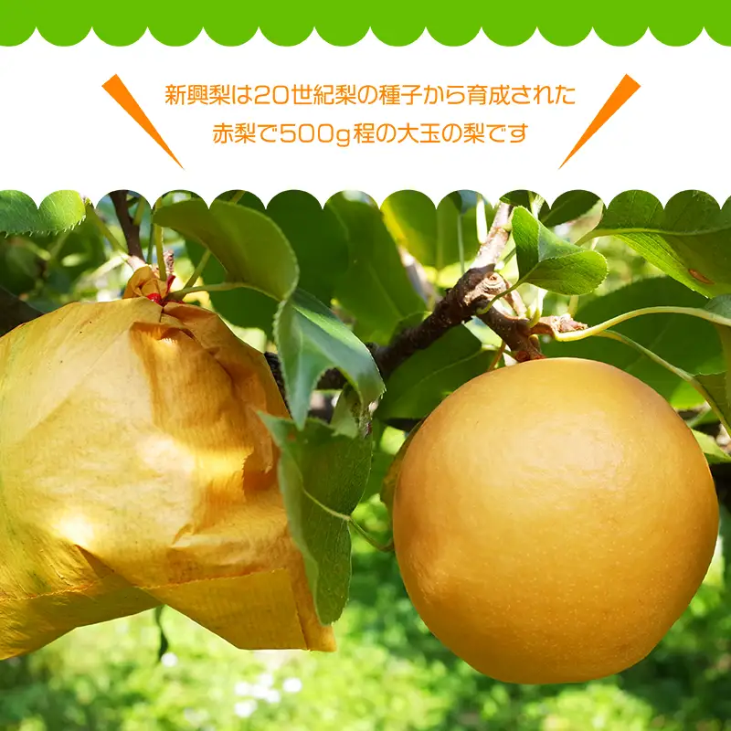 【やなファーム】東峰村産 新興 梨 なし 福岡県 東峰村5kg Q3