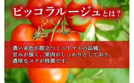 【先行予約】濃厚ミニトマト ピッコラ・ルージュ 900g | ミニトマト新葉ファーム FV008