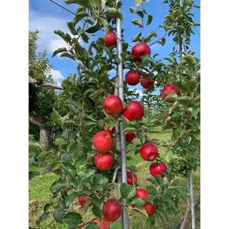 【希少品種】「華宝」約3kg・訳あり家庭用りんご 青森市長賞受賞_果物・フルーツ りんご  リンゴ 林檎_【配送不可地域：離島】【1111233】