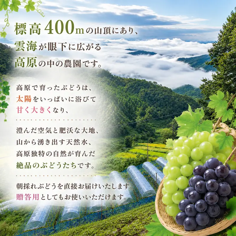 ニューピオーネ ぜきお農園 岡山県産 ニューピオーネ【2房 約1kg】【先行予約】