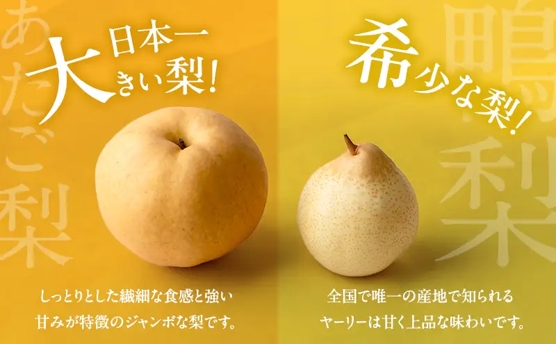 梨 2026年 先行予約 あたご梨・鴨梨（ヤーリー）詰合せ 合計約4.5kg  岡山県産 梨